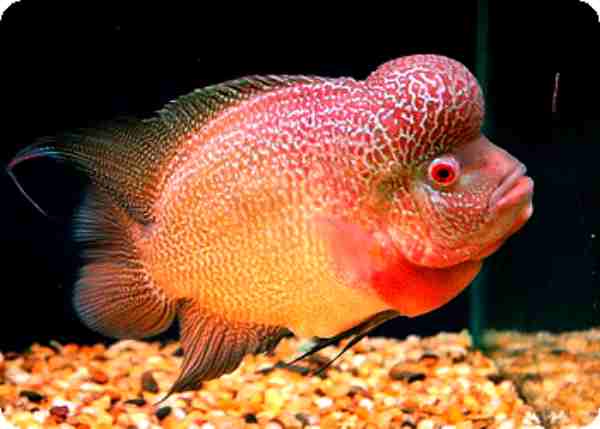 Flowerhorn - Golden Monkey Red Face 1-2 inch